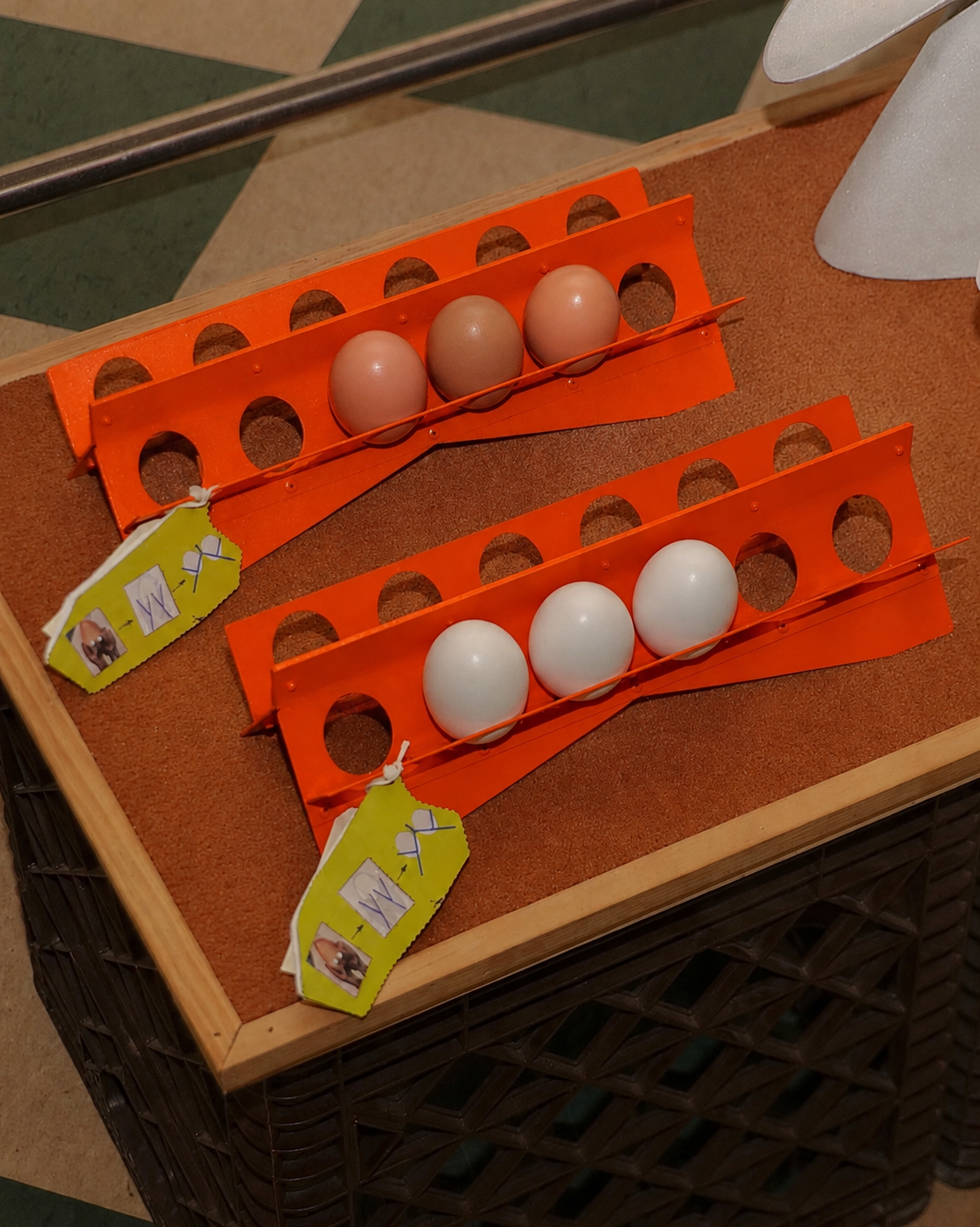 Eggs Holder